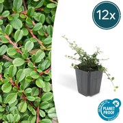 Cotoneaster pro'Streib's Findling'- 20cm