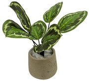 Calathea Roseopicta Kunstplant - 20 cm