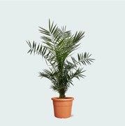 Phoenix Canariensis - 140cm