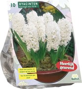 Baltus 'Hyacinth Carnegie' - voorjaarsbloeiers - 10 bollen