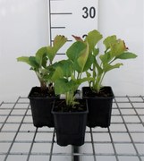 Rudbeckia occidentalis 'Green Wizard' - pot 9x9 cm -