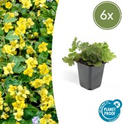 Waldsteinia Ternata - 20cm