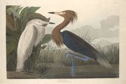 Kunstreproductie Purple Heron, 1835, John James (after) Audubon