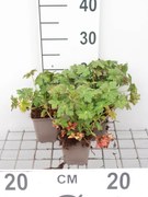 Geranium macrorrhizum 'Czakor' - Ooievaarsbek - pot 9x9 cm -
