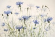 Ilustratie Cornflowers, Nel Talen