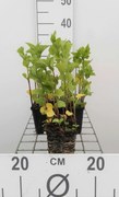 Physalis alkekengi var. franchetii - pot 9x9 cm -