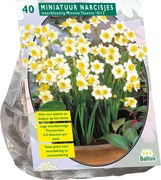 Baltus 'Narcis Mini Minnow' - voorjaarsbloeiers - 40 bollen