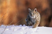 Foto Bobcat, Felis rufus, walking in snow,, Kevin Schafer