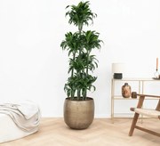 Dracaena Fragrans Dorado carrousel - 180 cm