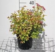 Spiraea japonica 'Firelight' - pot 3L - 25-30 cm -