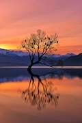 Foto Lone Tree is not Lonely, Mei Xu