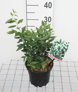 Sarcococca confusa - pot - 20-25 cm -