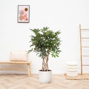 Schefflera Arboricola Compacta gevlochten stam - 120cm