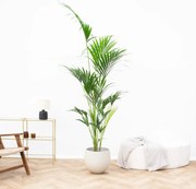 Kentia palm - 180cm