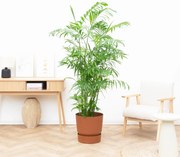 Chamaedorea Seifrizii - 180cm