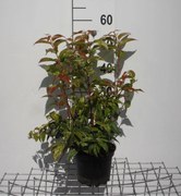 Leucothoe fontanesiana 'Rainbow' - pot - 20-30 cm