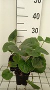 Brunnera sibirica - pot 9x9 cm