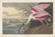 Kunstreproductie Roseate Spoonbill, 1836, John James (after) Audubon