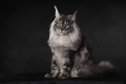 Foto A Maine Coon with an attitude, Mieke Engelbos