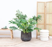 Monstera Pertusum Compacto - 100cm