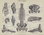 Kunstreproductie Ligaments of the human body, German School,