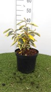 Elaeagnus x ebbingei 'Gilt Edge' - pot - 30-40 cm