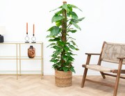 Epipremnum Pinnatum Variegata mosstok - 130cm