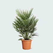 Chamaerops Humilis - 100cm