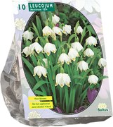 Baltus lenteklokje 'Leucojum' - Najaarsbloeiers - Per 10 bollen (wit) - Voorjaarsbloembollen