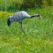 Ubbink Dierenfiguur kraanvogel 72 cm