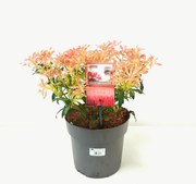 Pieris 'Forest Flame' - pot 5L - 30-40 cm