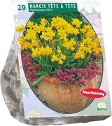 Baltus 'Narcis Mini Tête à Tête' - voorjaarsbloeiers - 20 bollen