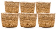 6x Mand Scott