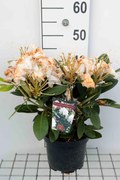 Rhododendron 'Silberwolke' - pot - 25-30 cm