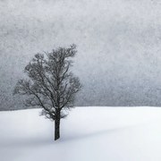 Foto LONELY TREE Idyllic Winterlandscape, Melanie Viola