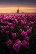 Foto Tulip Mania, SANDEEP MATHUR