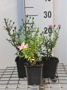 Aster novi-belgii 'Fellowship' - pot 9x9 cm
