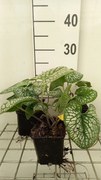 Brunnera macrophylla 'Sea Heart' - pot 9x9 cm