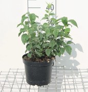 Philadelphus 'Virginal' - pot - 50-60 cm