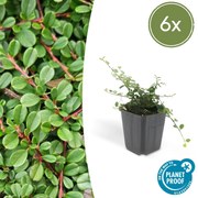 Cotoneaster pro'Streib's Findling'- 20cm