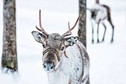 Foto Brown Reindeer in Finland at Lapland winter, RomanBabakin