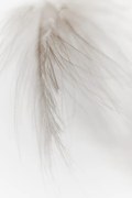 Foto White Feather, Magda Izzard