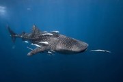 Foto Whale shark, Barathieu Gabriel