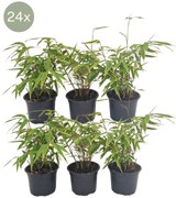 24x Fargesia Rufa - 25cm