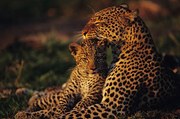 Foto Leopard mother and cub , resting, Anup Shah