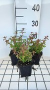 Fuchsia magellanica var. gracilis - pot 9x9 cm