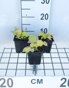 Helleborus orientalis 'Citron' - pot 9x9 cm