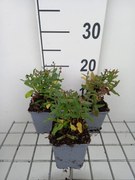 Salvia nemorosa 'Florsalpi' (Sensation Medium Pink) - pot 9x9 cm