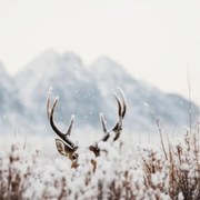 Foto Shy Deer, Treechild