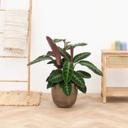 Calathea Warscewiczii - 100cm